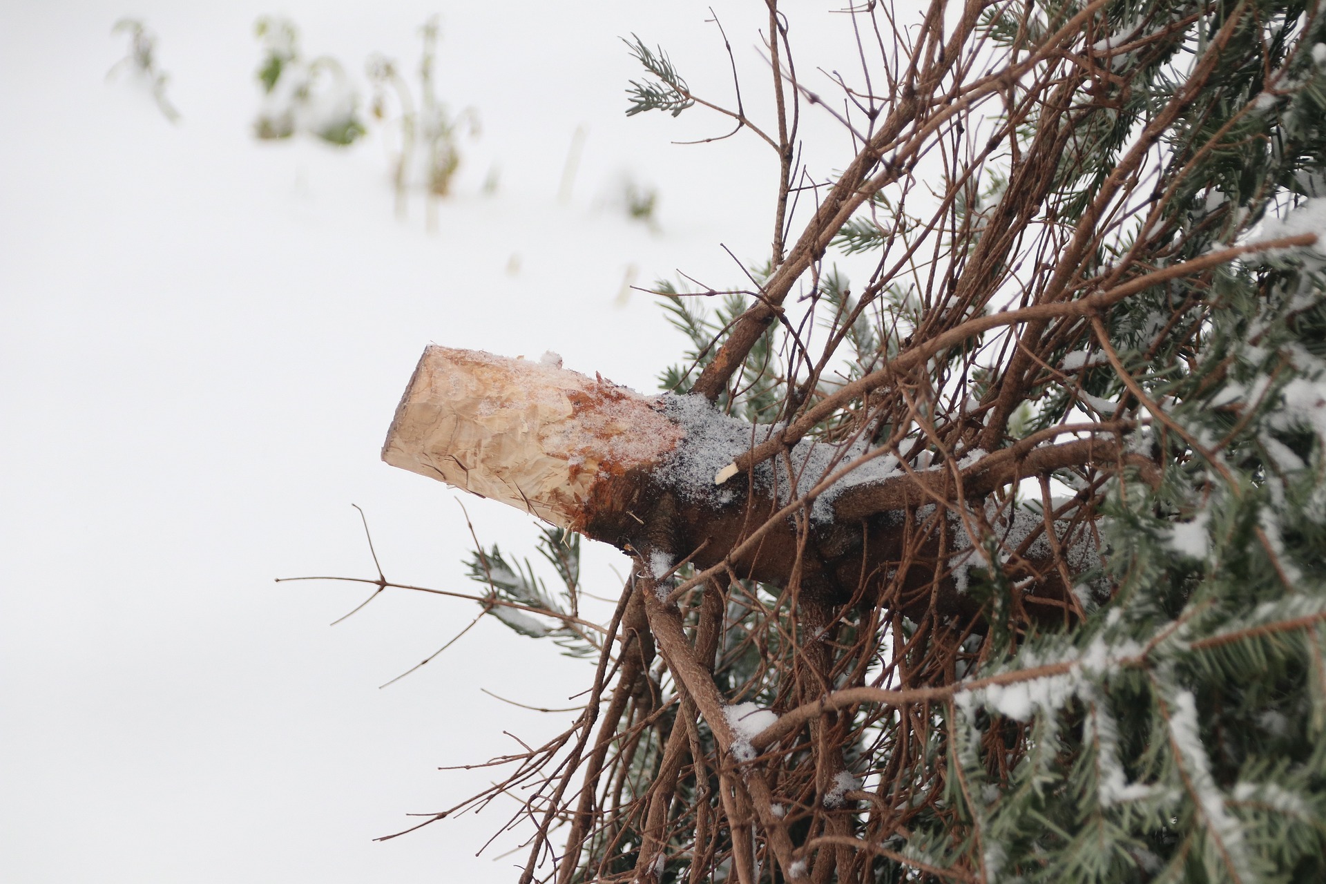 Ein entsorgter Weihnachtsbaum liegt im Schnee 