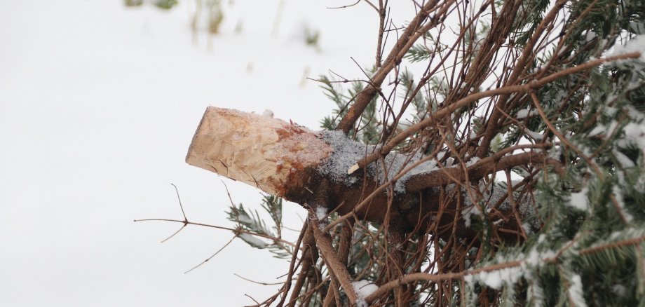 Ein entsorgter Weihnachtsbaum liegt im Schnee 