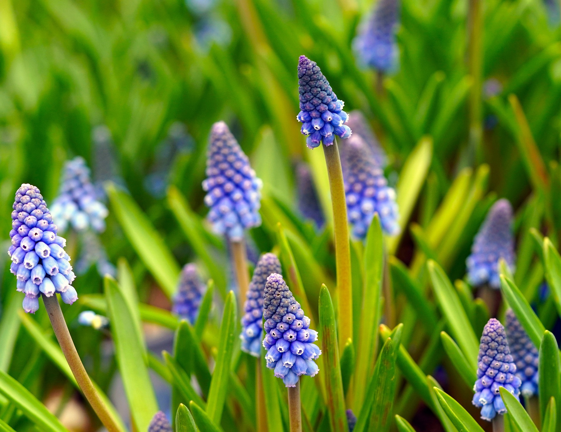 Leuchtende Traubenhyazinthen