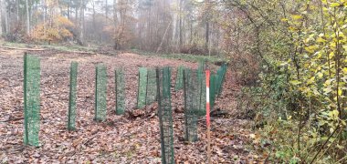 Gepflanzte Bäume im Wald Gepflanzte Bäume im Wald