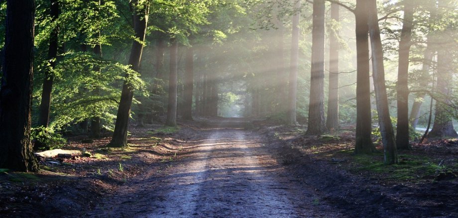 Schattiger Waldweg